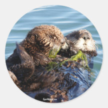 Sea Otter madre y cachorro con kelp