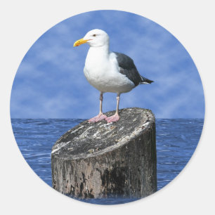 PEGATINA REDONDA SEAGULL