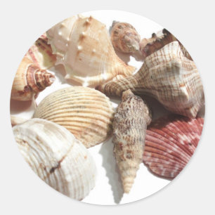 Pegatina Redonda Seashells