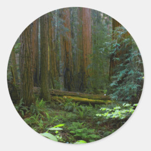 Pegatina Redonda Secuoyas en el Parque Nacional Muir Woods