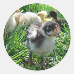 Pegatina Redonda Seguir Al Líder