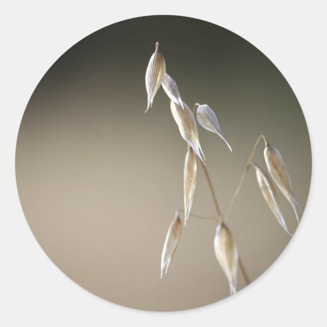 Pegatina Redonda Sellador de sobres de avena silvestre (Anverso)