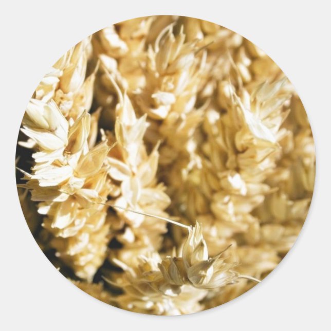 Pegatina Redonda Semilla de la planta de grano (Anverso)