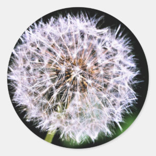 Pegatina Redonda Sencillamente Elegante Semillas de Dandelion