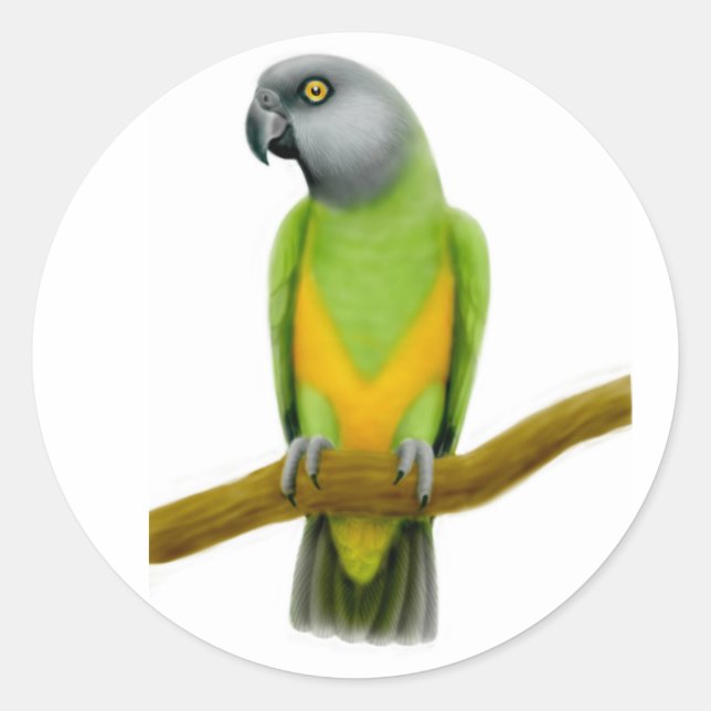 Pegatina Redonda Senegal Parrot Sticker (Anverso)