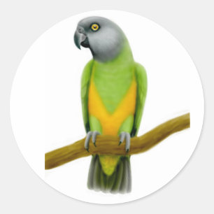 Pegatina Redonda Senegal Parrot Sticker