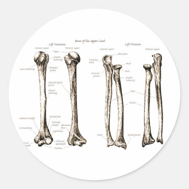 Pegatina Redonda Sepia de la extremidad superior (Anverso)