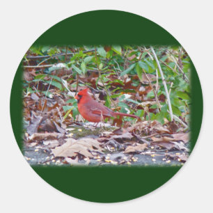 Pegatina Redonda Serie Cardinal Wild Songbird