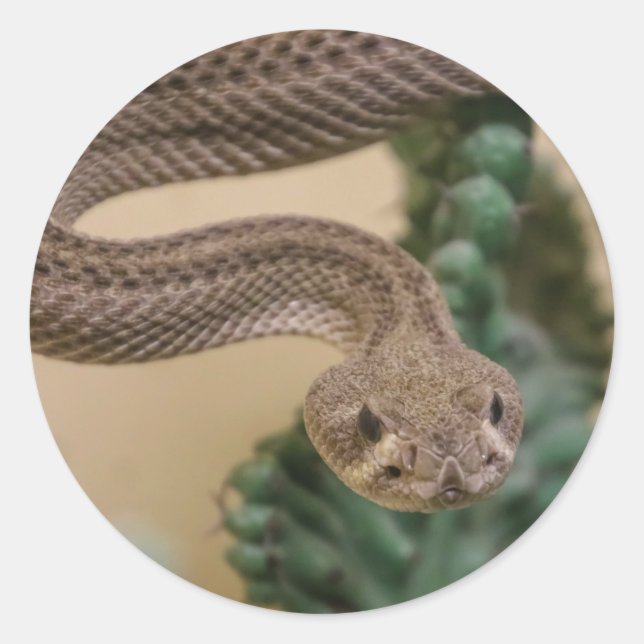 Pegatina Redonda serpiente (Anverso)