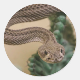 Pegatina Redonda serpiente