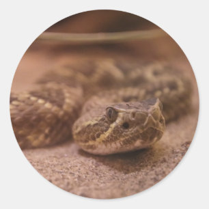 Pegatina Redonda serpiente