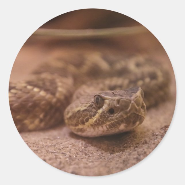 Pegatina Redonda serpiente (Anverso)