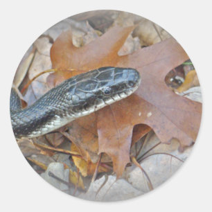 Pegatina Redonda Serpiente de Rata Negra - obsoleta de Elaphe