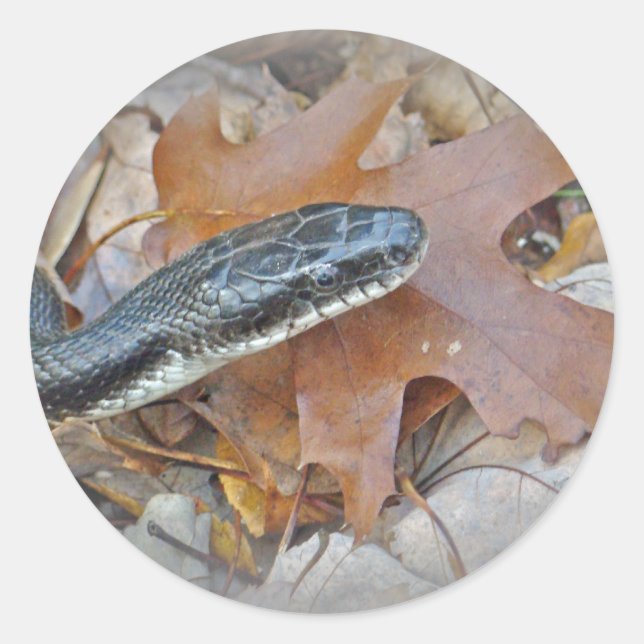 Pegatina Redonda Serpiente de Rata Negra - obsoleta de Elaphe (Anverso)