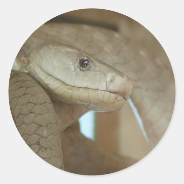 Pegatina Redonda Serpiente Peligrosa En El Árbol (Anverso)
