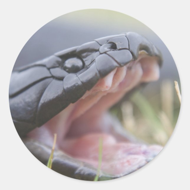 Pegatina Redonda Serpiente Tigre (Anverso)