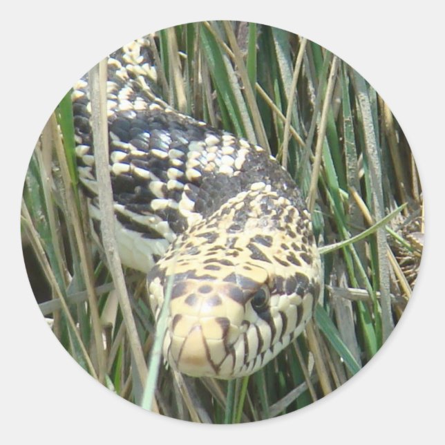 Pegatina Redonda Serpiente toro R4 en hierba (Anverso)