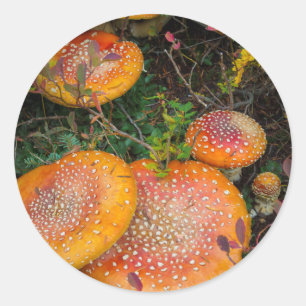 Pegatina Redonda Setas de mosca agaric en el lago Mowich