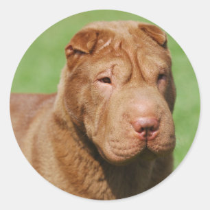 Pegatina Redonda Shar Pei