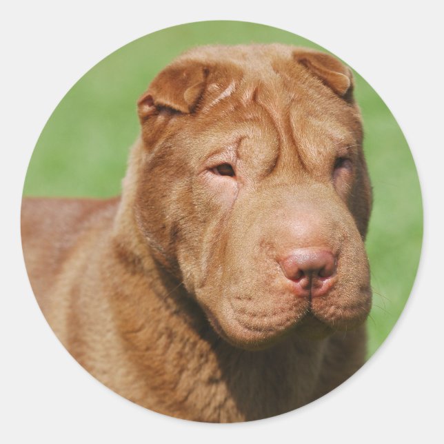 Pegatina Redonda Shar Pei (Anverso)