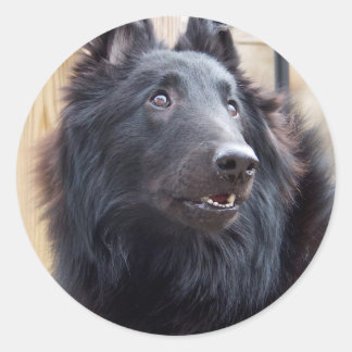 Pegatina Redonda Sheepdog belga