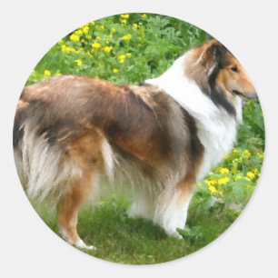 Pegatina Redonda Sheltie Shetland Sheepdog Pinting