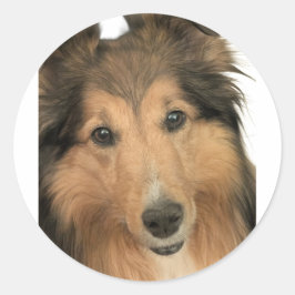 Pegatina Redonda Sheltie Stickers