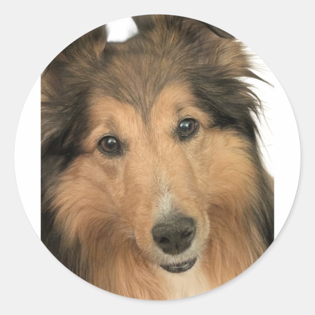 Pegatina Redonda Sheltie Stickers (Anverso)
