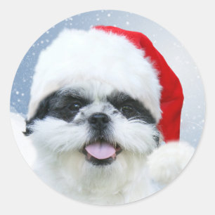 Pegatina Redonda Shih Tzu en el sombrero de Santa