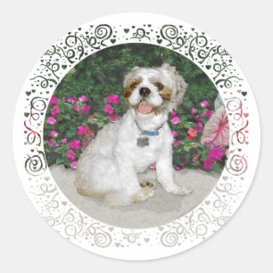 Pegatina Redonda Shih Tzu en un jardín