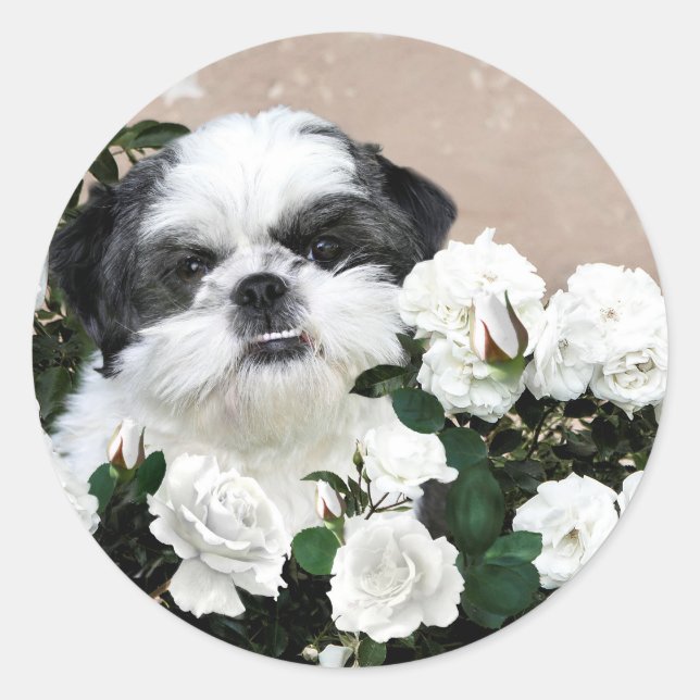 Pegatina Redonda Shih Tzu y rosas (Anverso)