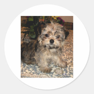 Pegatina Redonda Shorkie Puppy