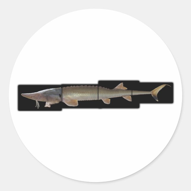 Pegatina Redonda Shovelnose Sturgeon - Scaphirhynchus platorynchus (Anverso)