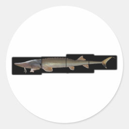 Pegatina Redonda Shovelnose Sturgeon - Scaphirhynchus platorynchus