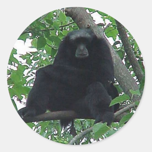 Pegatina Redonda Siamang Gibbon (Anverso)