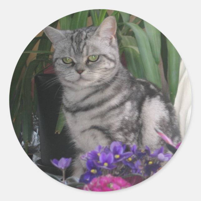 Pegatina Redonda Silver tabby - British Shorthair cat sticker (Anverso)