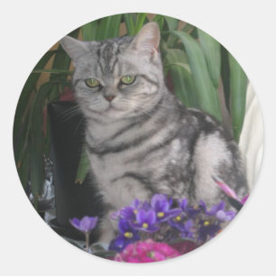 Pegatina Redonda Silver tabby - British Shorthair cat sticker