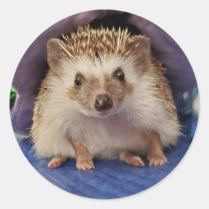 Pegatina Redonda Sitting hedgehog
