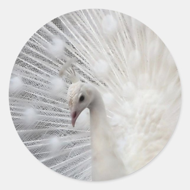 Pegatina Redonda Skully Top Fun (Anverso)