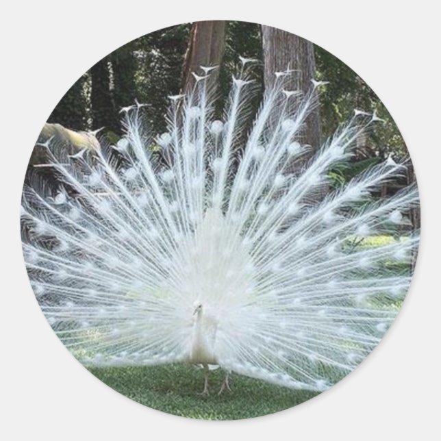 Pegatina Redonda Skully Top Fun (Anverso)