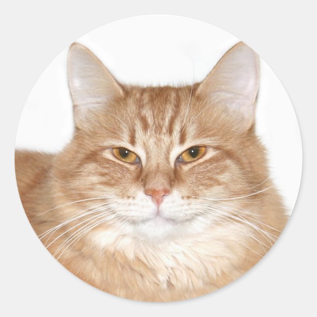 Pegatina Redonda Smug smith cat (Anverso)