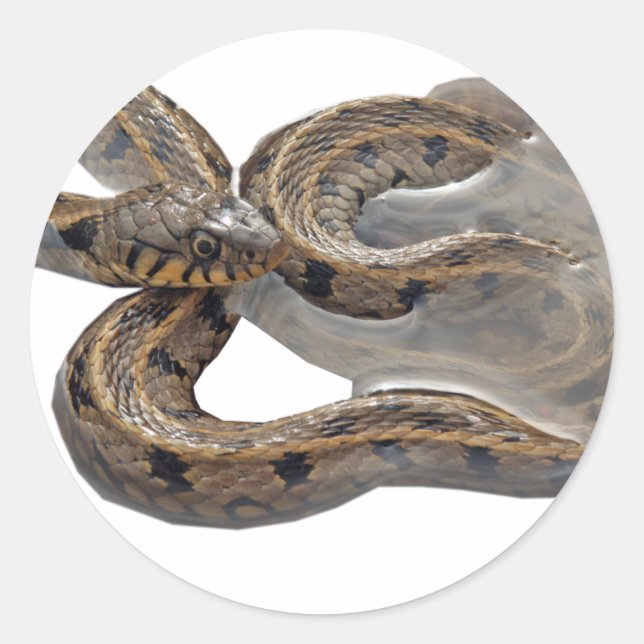 Pegatina Redonda Snack Natrix Grass (Anverso)