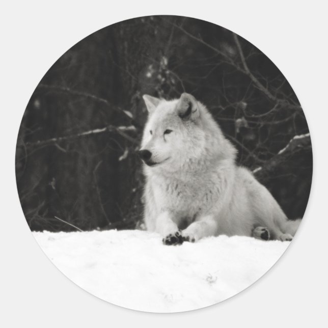 Pegatina Redonda Snow Wolf (Anverso)