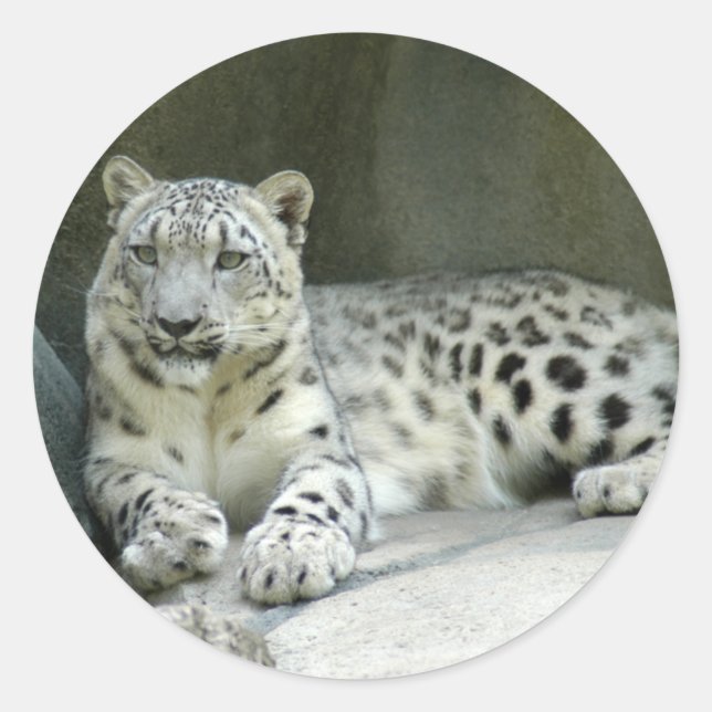 Pegatina Redonda SnowLeopardM003 (Anverso)