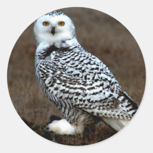 Pegatina Redonda Snowy Owl