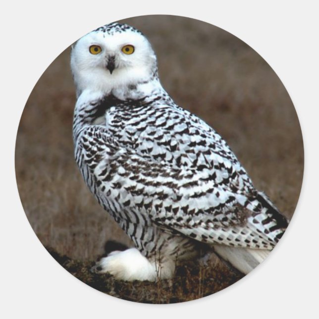 Pegatina Redonda Snowy Owl (Anverso)