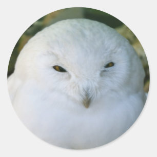 Pegatina Redonda Snowy Owl
