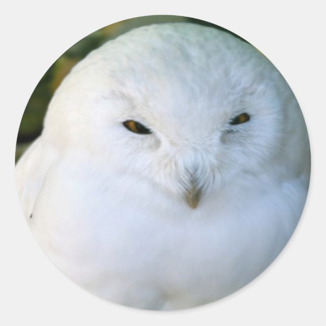 Pegatina Redonda Snowy Owl (Anverso)