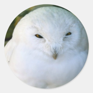 Pegatina Redonda Snowy Owl