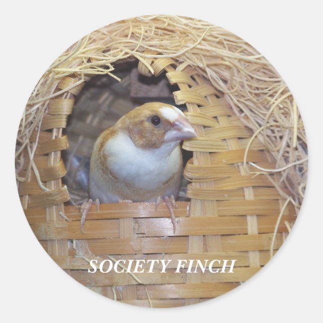 PEGATINA REDONDA SOCIETY FINCH STICKER (Anverso)